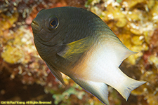 bicolor damselfish